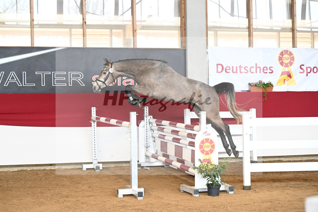 Kat-Nr. 40 Zaphira Blue v. Zaccorado Blue_Walter_7250809 | hf-fotografie - Realizzato con Pictrs.com
