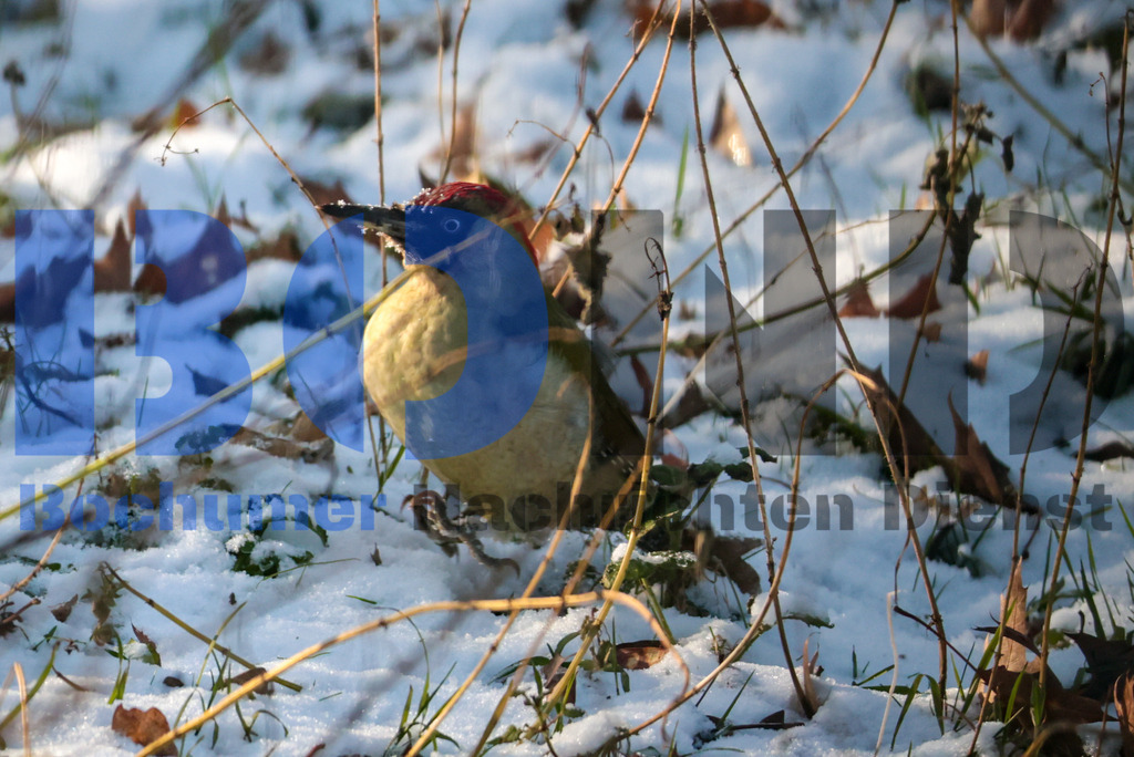 Gruener Specht {date} -  | {headline}



(Foto: Sebastian Sendlak / BOND)

 - Realisiert mit Pictrs.com