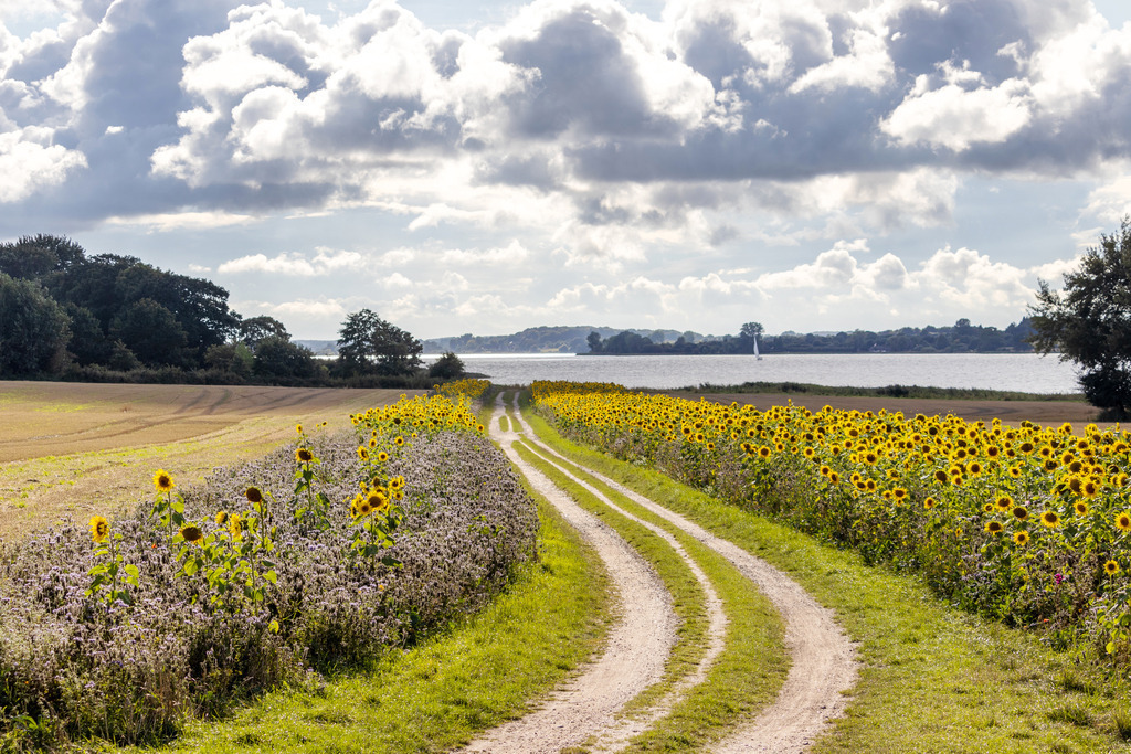 Wandbild: Sonnenblumen am Wegesrand an der Schlei | Dieses Wandbild im Querformat zeigt einen Weg an der Schlei. Am Wegesrand ist ein Feld mit Sonnenblumen zu sehen. Am Himmel befinden sich zahlreiche Wolken, die von der Sonne angeleuchtet werden.  - Realisiert mit Pictrs.com