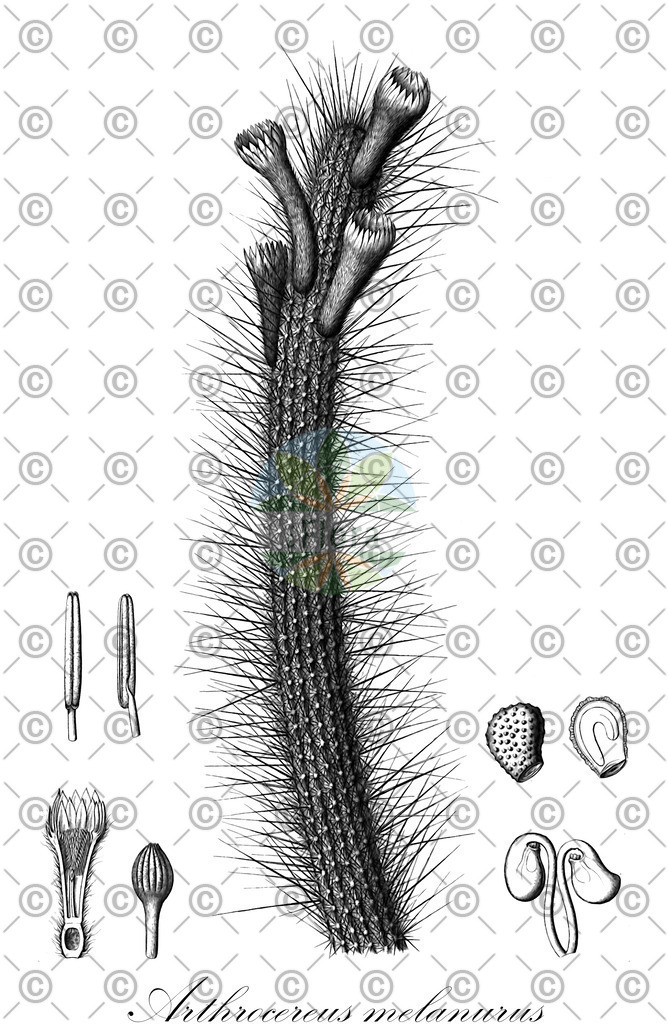 HistAbb_wfo-0000276769_1_ENZY_Simple | Historische Abbildung von Arthrocereus melanurus - Cactaceae | Historical Illustration of Arthrocereus melanurus - Cactaceae