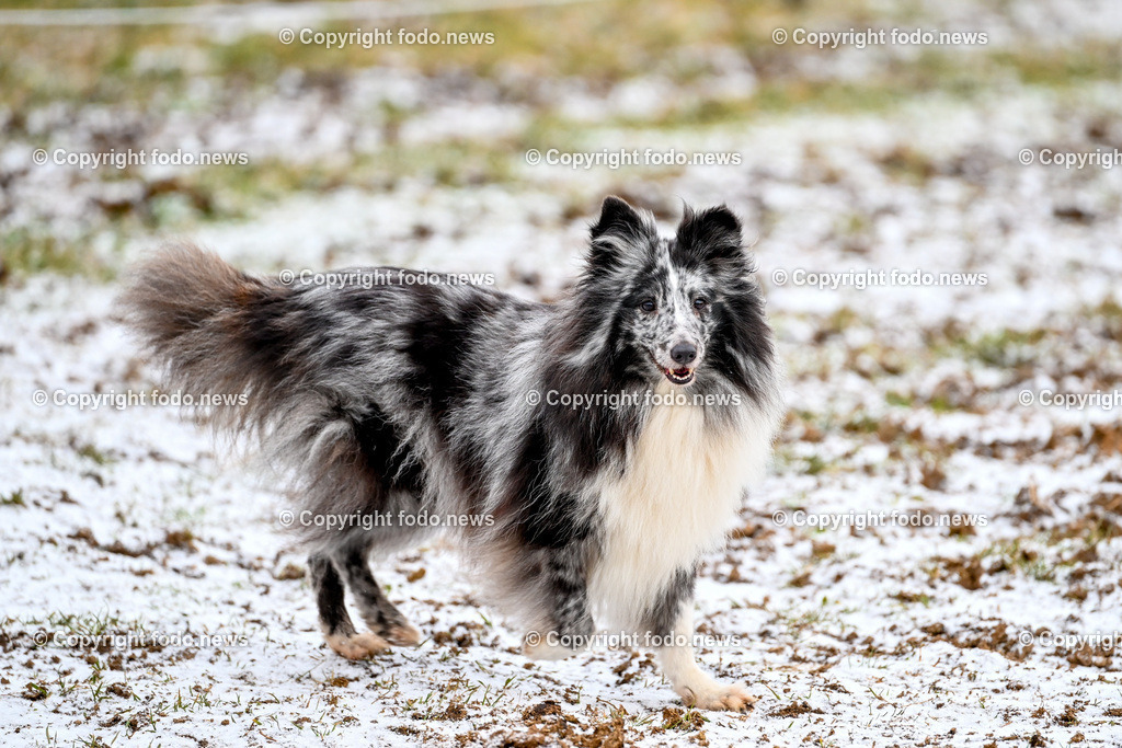 Slowakei_ Durcina_ Ranch Simba_ 25.12.2025-26 | 25.12.2025, Rajec, SVK, Themenbild, Hund, im Bild Hund, Sheltie, Shetland Sheepdog, Winter, Schnee, Outdoor, Natur, Tierfotografie, Haustier, Fellzeichnung, grau-weiß, aufmerksam, stehen, Kaelte, laendlich, Portraet, vierbeiniges Haustier