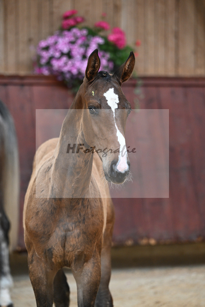 Kat-Nr. 8 HF Grey Top_Stoeckle_26230047 | hf-fotografie - Realizzato con Pictrs.com