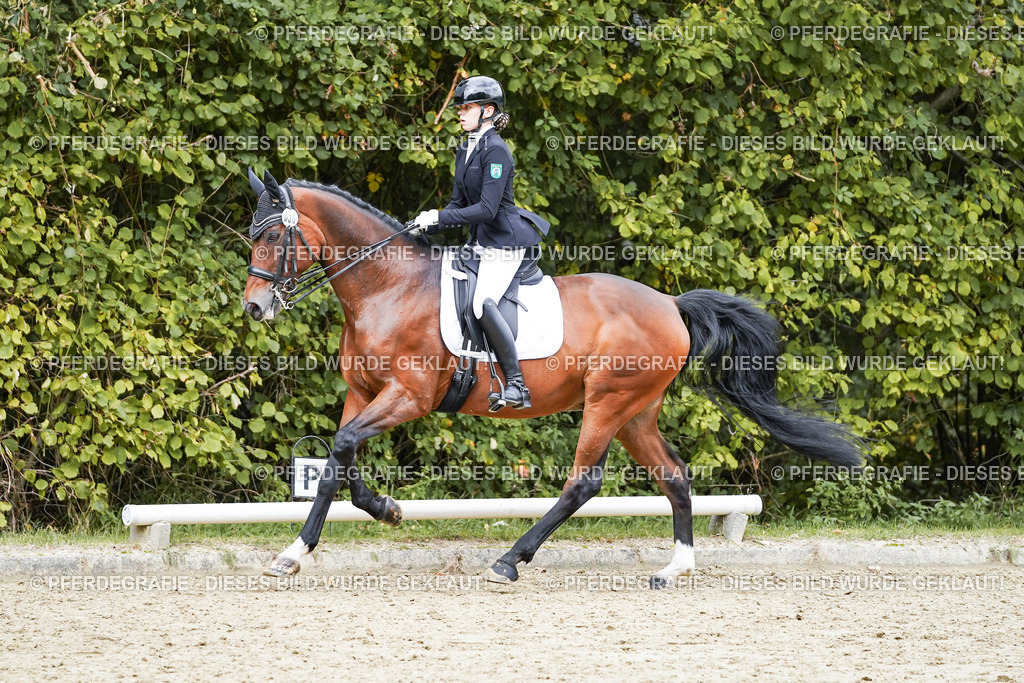 DSC07768 | Pferdegrafie