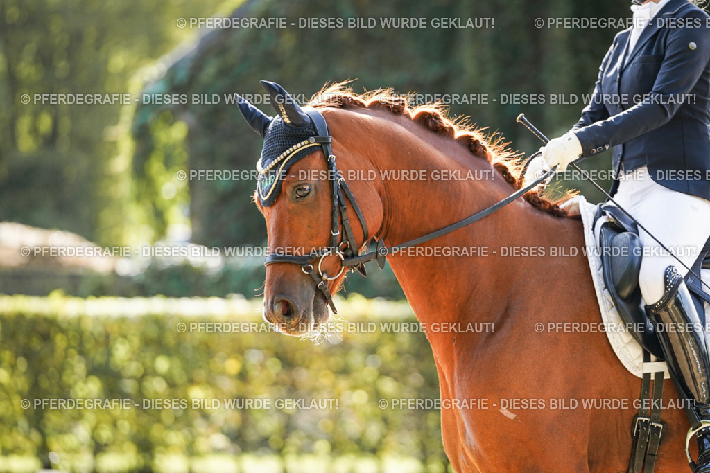 DSC07324 | Pferdegrafie