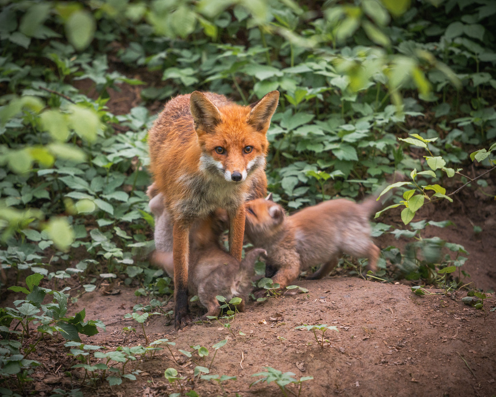 DSC_7318 | Ich bin Fotograf aus Neuburg an der Donau und spezialisiere mich auf Wildlife-Fotografie, Landschaftsaufnahmen und Portraits.Ob Hochzeit, Familienbilder oder Naturaufnahmen – ich fange echte Momente ein, die bleiben. 