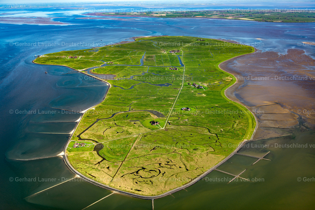 3801896 | Hallig Hooge, Nationalpark Schleswig-Holsteinisches Wattenmeer