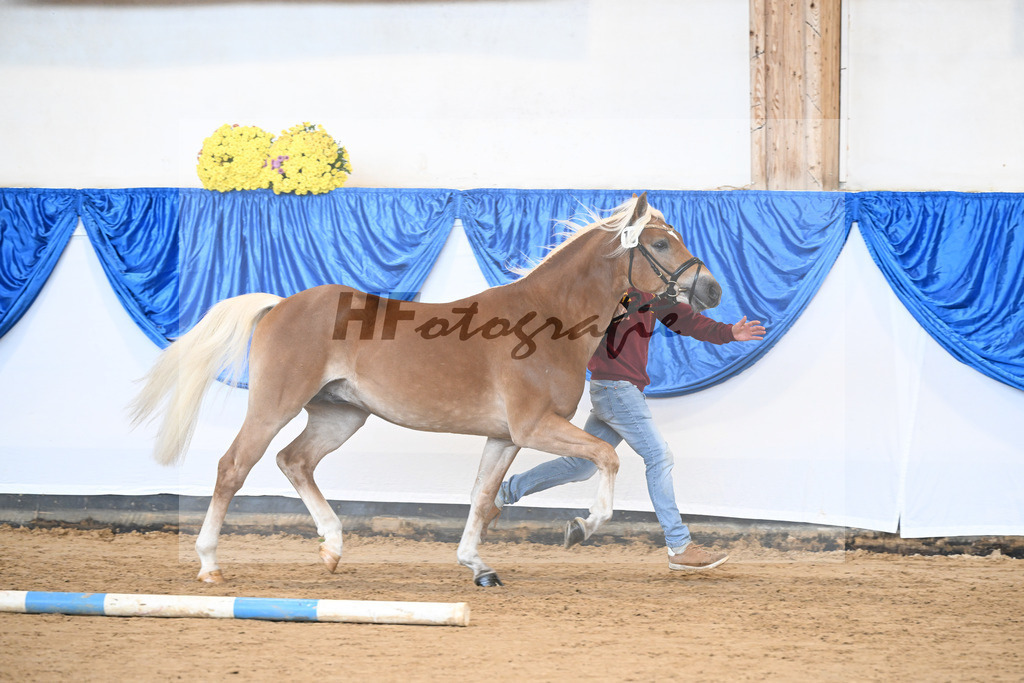 Kat-Nr. 19 Stelius v. Status Quo_Reiser_48250972 | hf-fotografie - Realisiert mit Pictrs.com