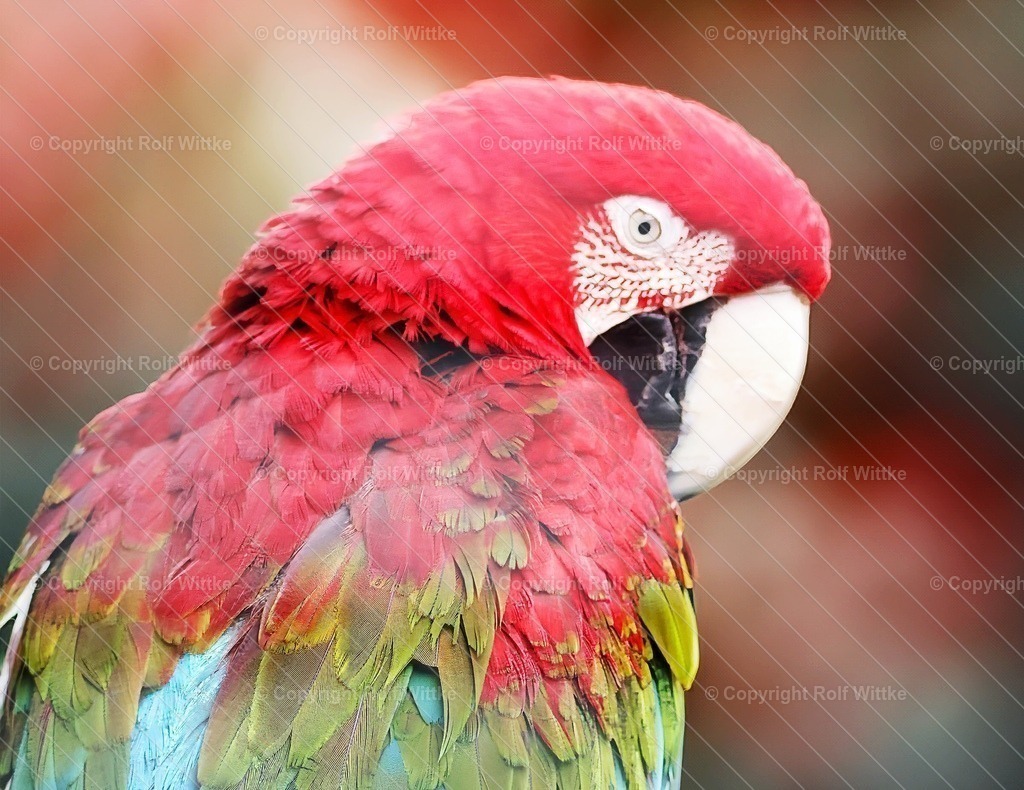 papagei2.2 | der Ara bei der Körperpflege - Realisiert mit Pictrs.com