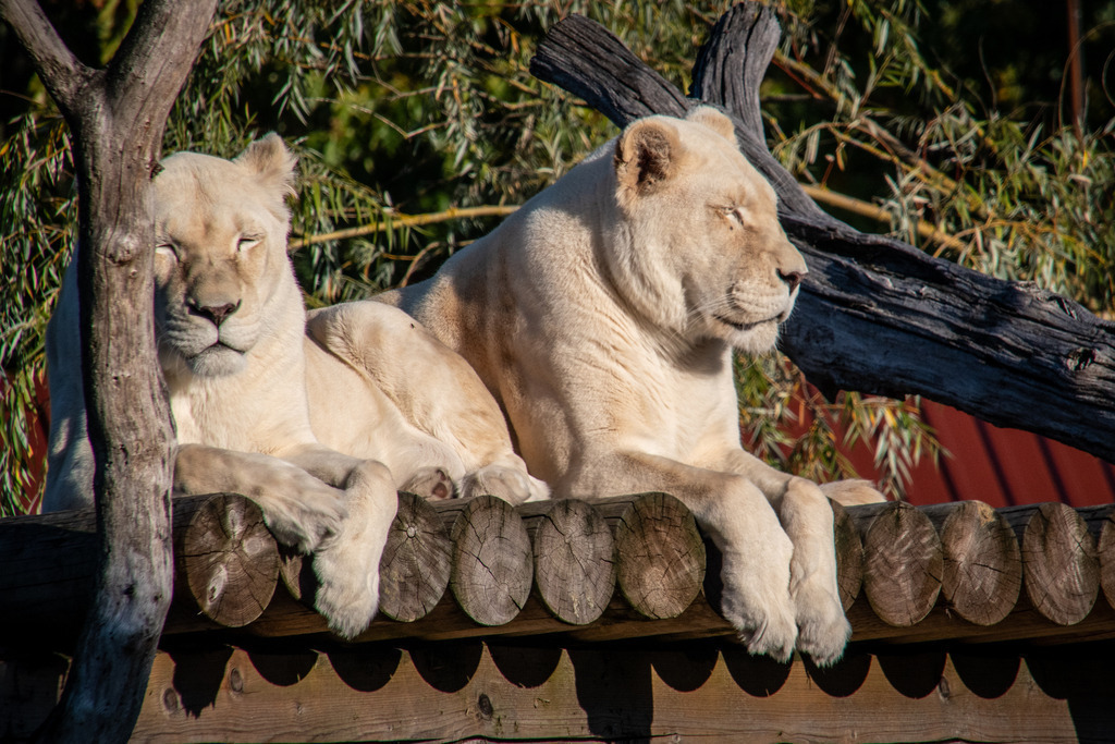 Safariland Stukenbrock | #safarilandstukenbrock #freizeitparkinfos #tiere #animals #fotografie #nikon #nikondaily #nikonswitzerland #nikongermany #natur #landschaft #landscape - Realisiert mit Pictrs.com