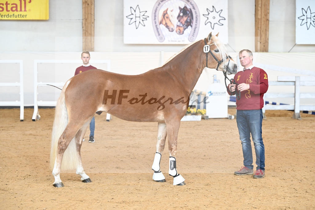 Kat-Nr. 17 v. Amore Mio_Stange_2230246 | hf-fotografie - Realisiert mit Pictrs.com