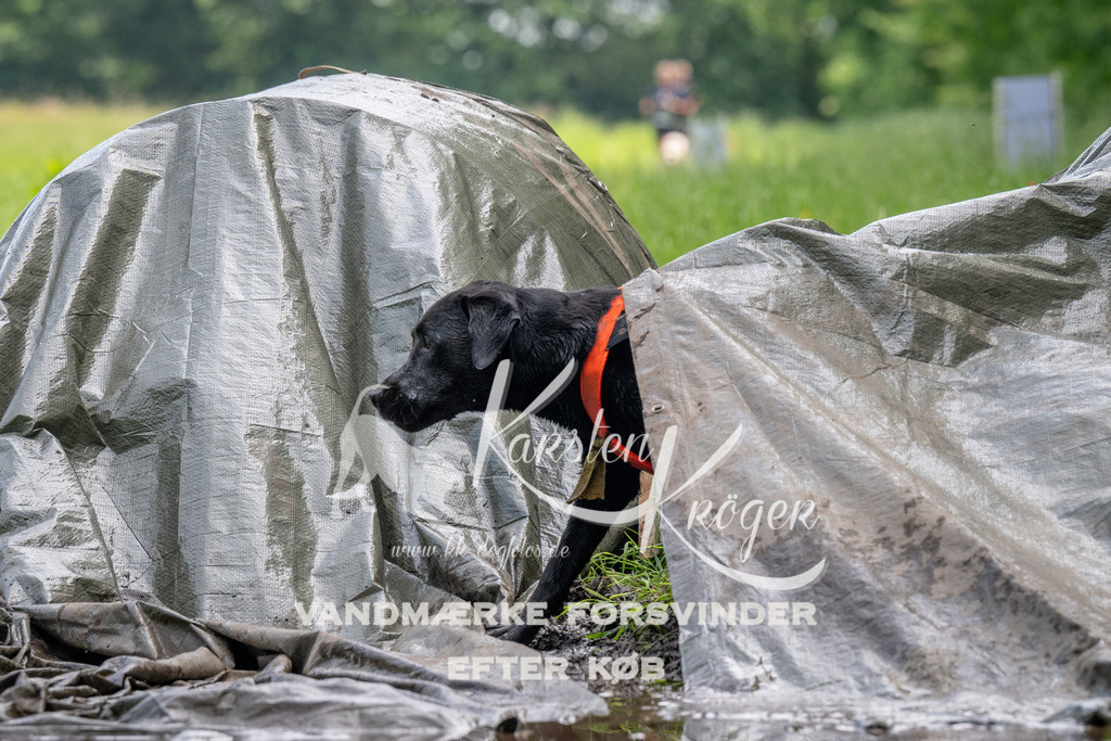 1136_ZZ93166 | kk-dogfotos