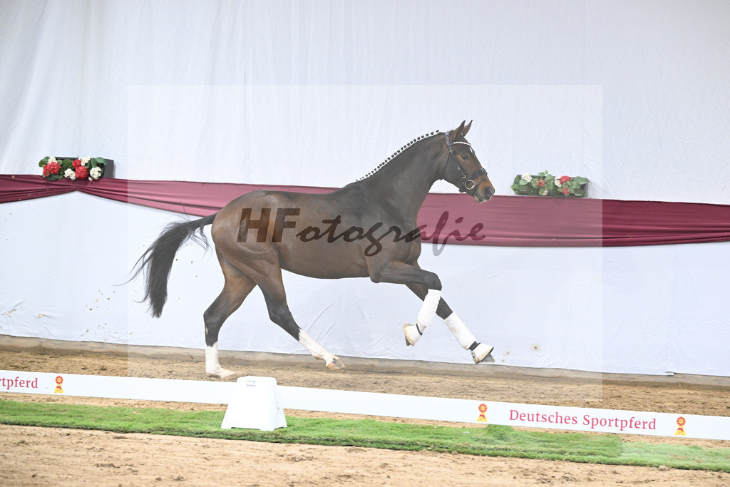 Kat-Nr. 35 Va Bene x San Amour I_Gestuet Greim_47251235 | hf-fotografie - Realisiert mit Pictrs.com