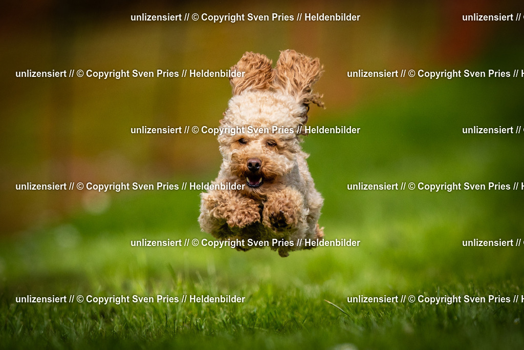 Sven Pries | 2025-04-13 - Hunderennen Baden-Baden - Realisiert mit Pictrs.com