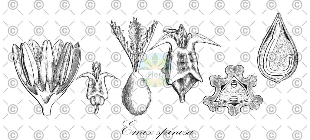 HistAbb_wfo-0000667151_1_ENZY_Simple | Historische Abbildung von Emex spinosa - Polygonaceae | Historical Illustration of Emex spinosa - Polygonaceae (devil's-thorn;little jack;spiny threecornerjack)