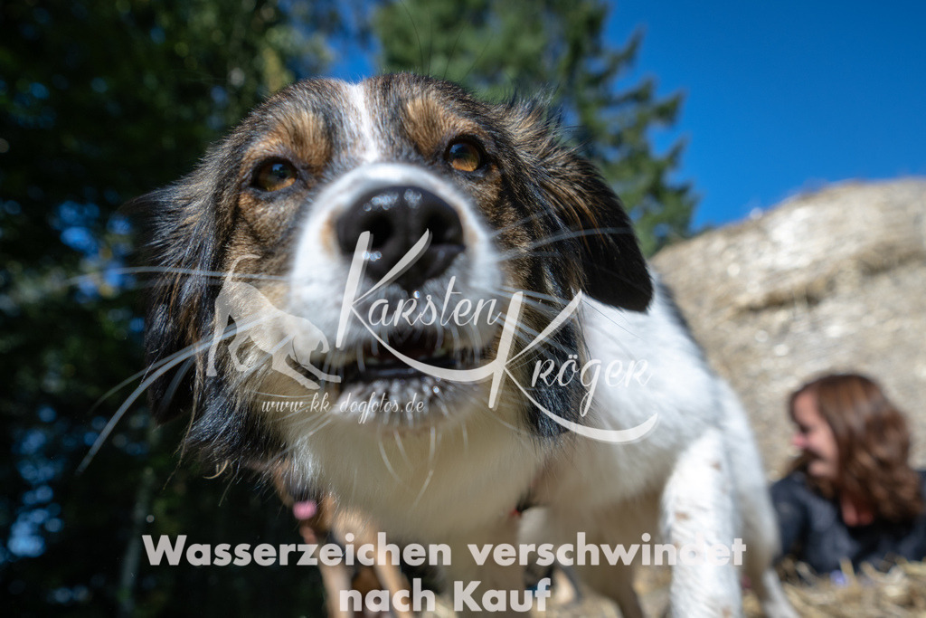 1245_ZZ92144-2 | kk-dogfotos