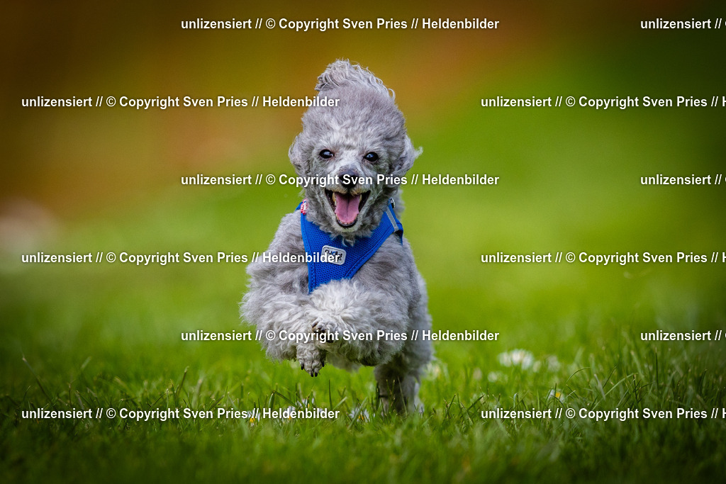 Sven Pries | 2025-04-13 - Hunderennen Baden-Baden - Realisiert mit Pictrs.com