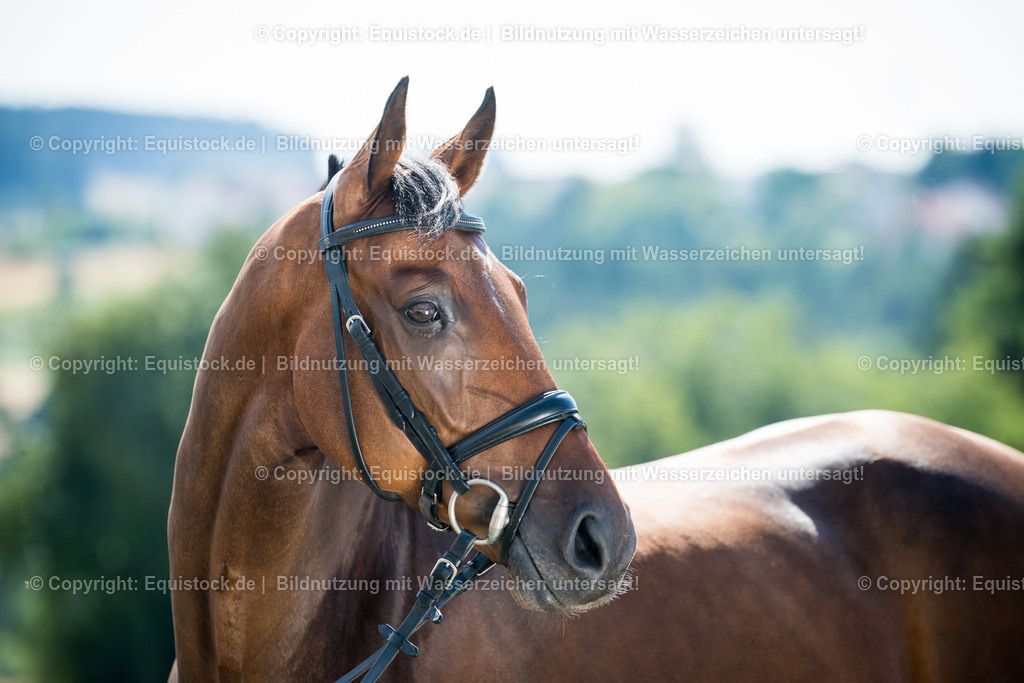 20150806_fischer_Incantas_0003 | equistock