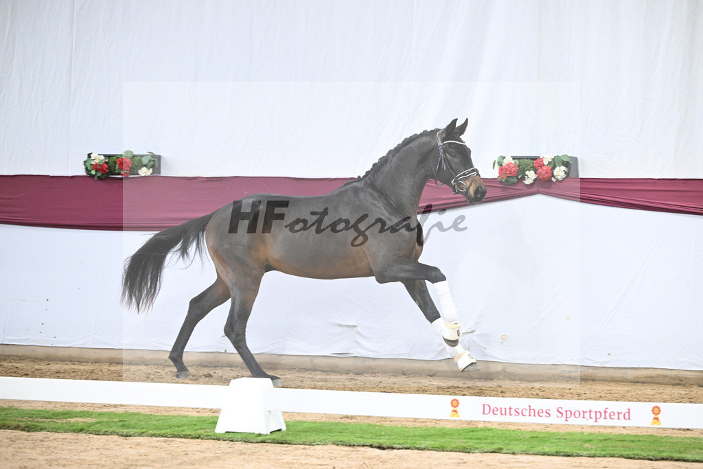 Kat-Nr. 109 Bon Courage x San Remo_Jakob u Martina Reglauer_47253694 | hf-fotografie - Realisiert mit Pictrs.com