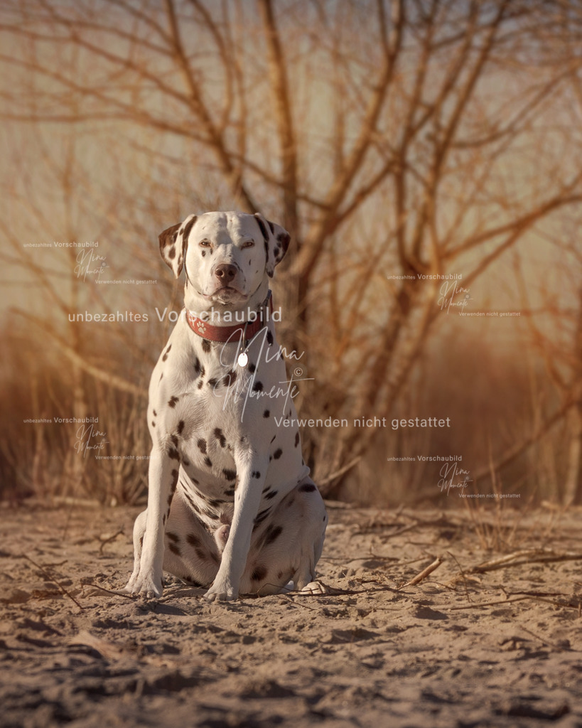 _16A4937-1 | Einzigartige Fotos von Hunden & Menschen –Actionfotos, Portraits, Vereinsaufnahmen & Paarshootings – authentisch, lebendig & mit Herz.