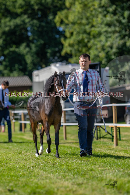 IG WELSH VM 2024-110 | mandyhollmannphotographie