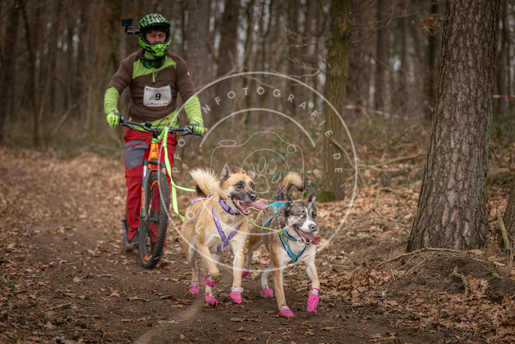 Pfotenfotografie_DV3A6715 | Hundefotografie, Tierfotograf, Pfotenfotografie, Fotoshooting Hund, Hunde Portrait, Hundesport, Hundeportraits, Heideshooting, Hunde, Sportfotograf, Hundefotograf, Turnierhundsport, THS,  - Realisiert mit Pictrs.com