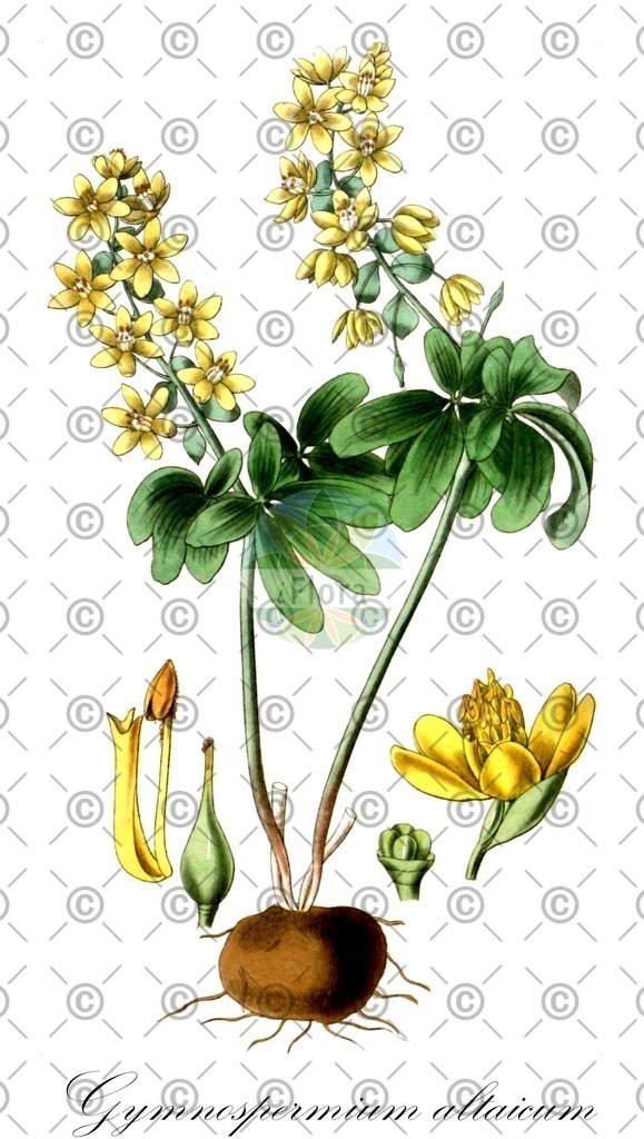 HistAbb_wfo-0000712869_1_ENZY_Simple | Historische Abbildung von Gymnospermium altaicum - Berberidaceae | Historical Illustration of Gymnospermium altaicum - Berberidaceae
