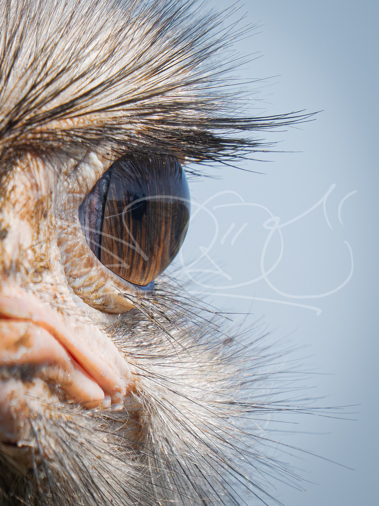 Strauß Auge | Naturschönheiten aus Deutschland. Pflanzen und Tiere, Insekten und Naturschauspiele. Alle schönen Details, die uns umgeben, fotografiert von Michi Moc.  - Realisiert mit Pictrs.com