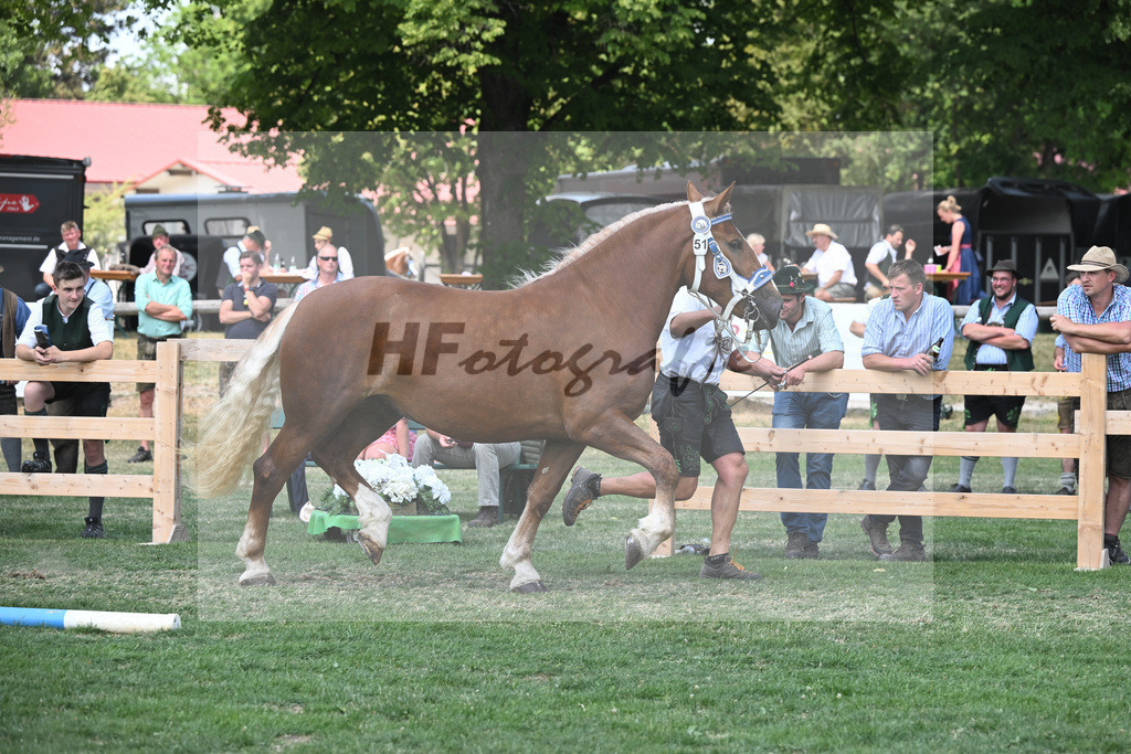 Kat-Nr. 51 Finesse G_Grandauer_20230808 | hf-fotografie - Realisiert mit Pictrs.com