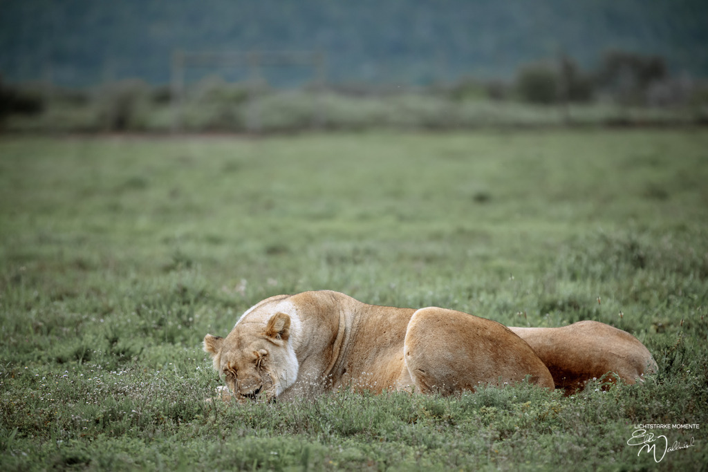 20231011-061334 SOUTHAFRIKA_-1 | Herzlich willkommen auf meiner Seite! Ich bin Elke Wallnisch, Deine Fotografin für lichtstarke Momente. Der Name steht für alles, was mich mit der Fotografie verbindet: Das Licht und seine machtvolle Wirkung auf eine Situation oder unsere Stimmung - Realisiert mit Pictrs.com