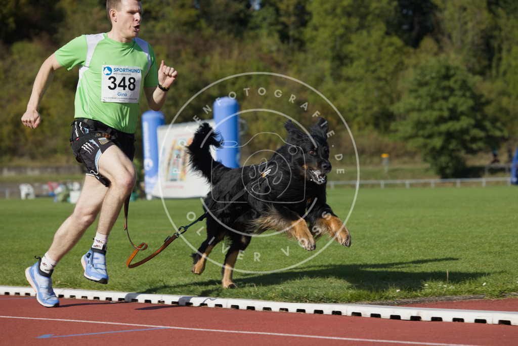 0L8A9440 | Hundefotografie, Tierfotograf, Pfotenfotografie, Fotoshooting Hund, Hunde Portrait, Hundesport, Hundeportraits, Heideshooting, Hunde, Sportfotograf, Hundefotograf, Turnierhundsport, THS,  - Realisiert mit Pictrs.com