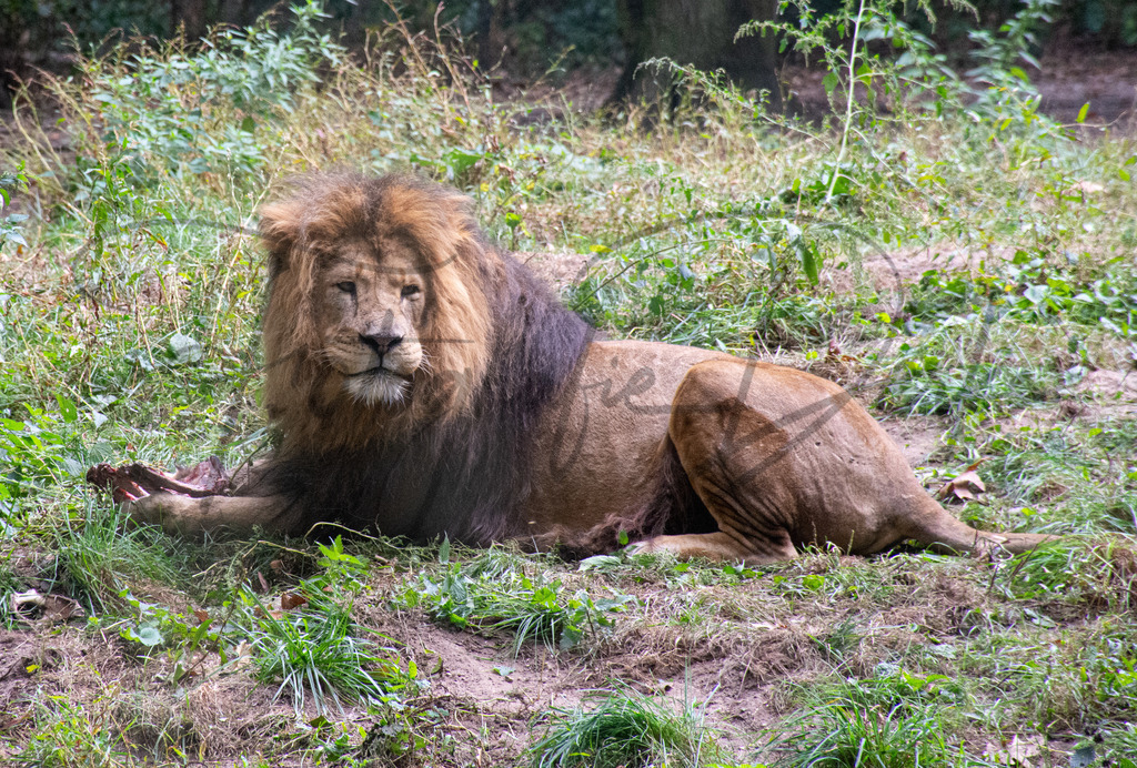 Tiere 2-1 | fotografie-derks - Realisiert mit Pictrs.com