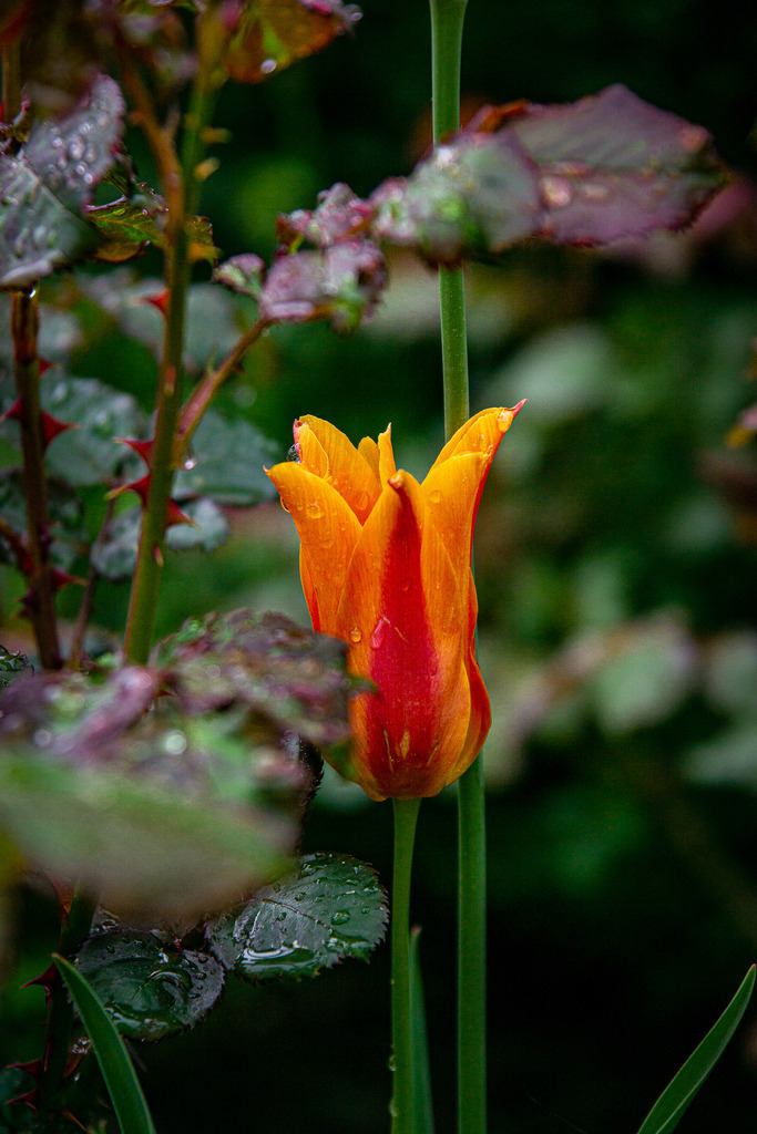 Zwischen Rosen | Fotografie, Kärnten, Kunst, Wolfsberg, Lavanttal, mawe_gallery, Lodiaut_Photography, Wandbild, Poster, Posterdruck, Leinwand, Leinwanddruck - Realisiert mit Pictrs.com
