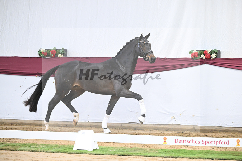 Kat-Nr. 14 Feliciano x Quaterback_Martina Breitner-Roetzer_47250268 | hf-fotografie - Realisiert mit Pictrs.com