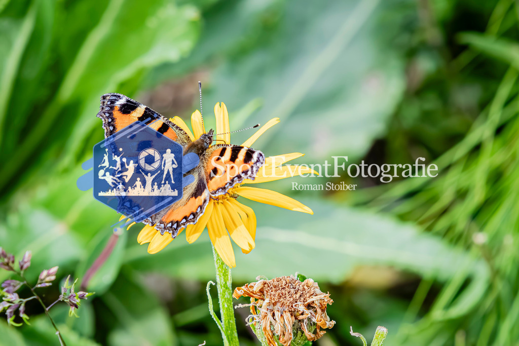 IMAG9779 | SportEventFotografie - Roman Stoiber
