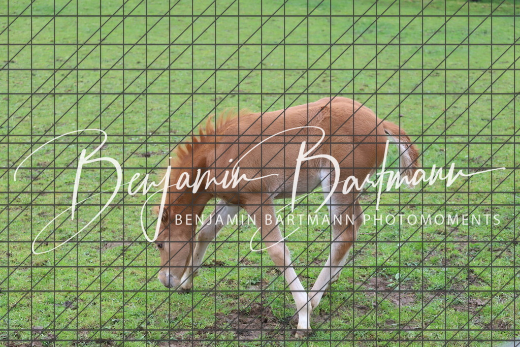 IMG_4315 | Benjamin Bartmann Photomoments