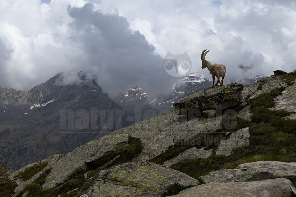_5NF2644_20250713 | Ein majestätischer Alpensteinbock (Capra ibex) mit imposanten, gebogenen Hörnern steht auf einem großen, moosbewachsenen Felsen im Vordergrund. Sein hellbraunes Fell hebt sich vom grauen Gestein ab. Der Steinbock blickt aufmerksam in die Ferne. Im Hintergrund erstreckt sich eine weite Berglandschaft mit schroffen Gipfeln, die teilweise von dramatischen, grauen Wolken verhüllt sind. Einige Schneefelder sind an den höheren Hängen sichtbar. Es sind keine direkten Interaktionen mit anderen Tieren oder Menschen zu beobachten; der Steinbock ist allein in seinem natürlichen Lebensraum dargestellt. - Realisiert mit Pictrs.com