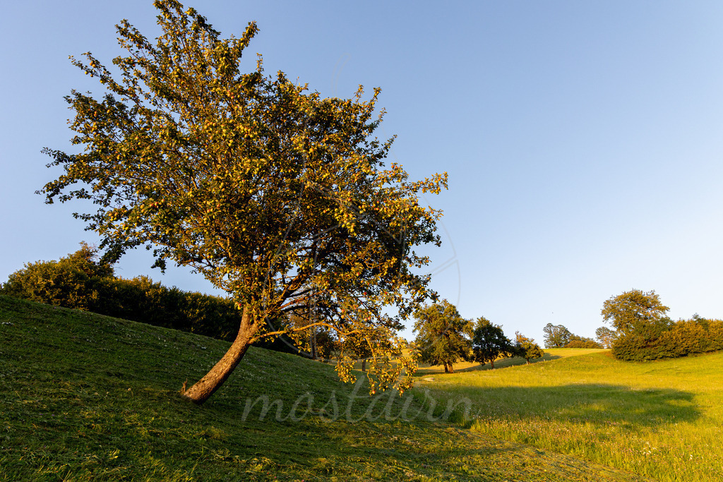 Spätsommer in Randegg | Ihre Fotografin im Lungau, ihre Fotografin im Mostviertel, Wandbilder Onlineshop, Imagefotos für Ihr Unternehmen,  - Realisiert mit Pictrs.com