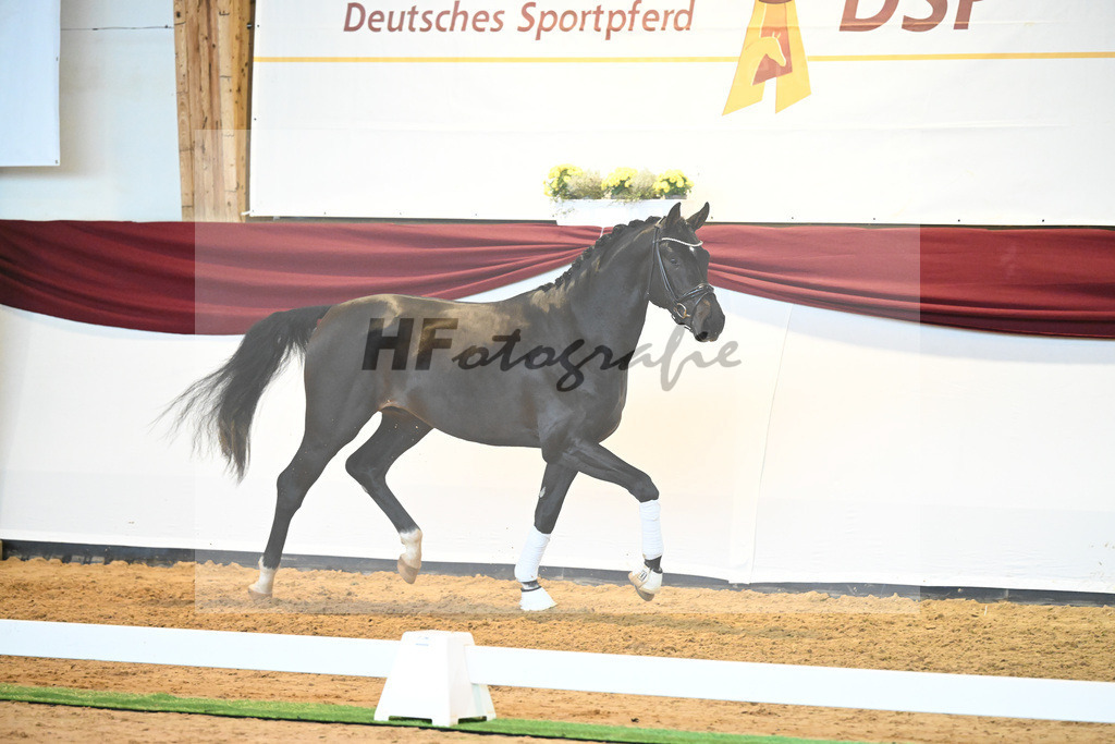 Kat-Nr. 19 v. Desperados_Reesink Horses_66220307 | hf-fotografie - Realisiert mit Pictrs.com