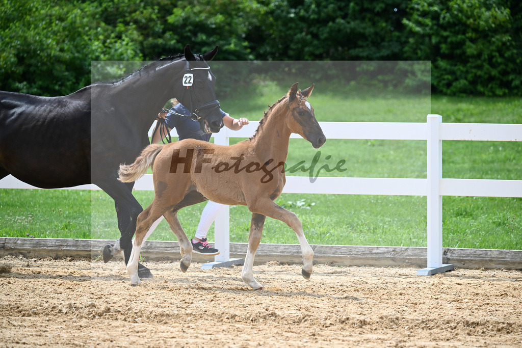 Kat-Nr. 22 Valenziano x Delacroix Rose_Schuster_27140687 | hf-fotografie - Realisiert mit Pictrs.com