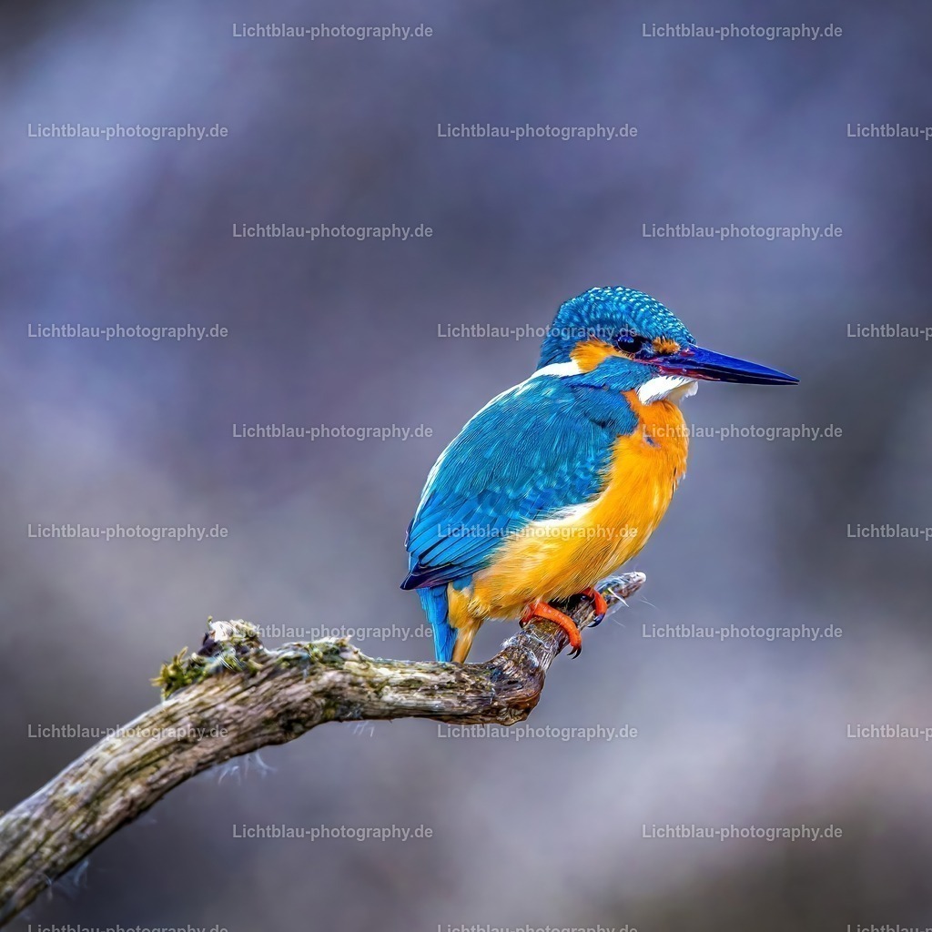 Eisvogel-05 | Hans-Bernd Lichtblau Photography. Finden Sie wunderschöne Fotografien aus Landschaft und Natur.  - Realisiert mit Pictrs.com