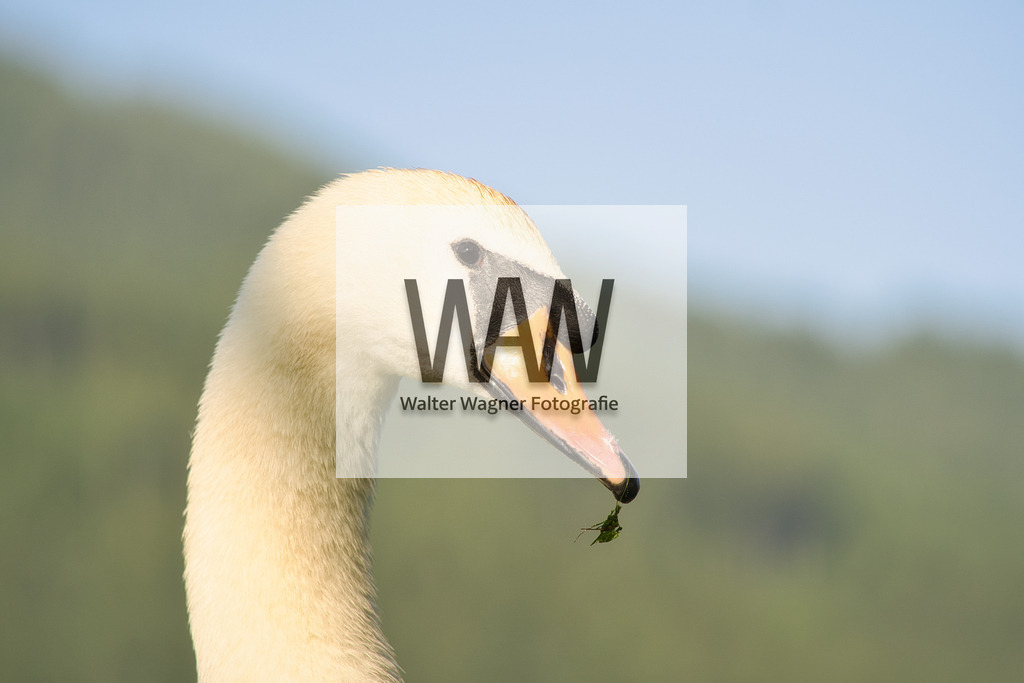 WWW08811 | walter-wagner-fotografie
