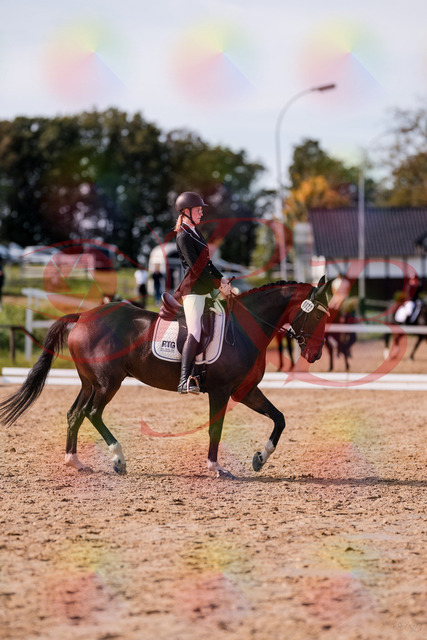 2026_10_03_Siefer-Hof_132234_Z81_72049345 | Professionelle Reitsport-, Turnier- und Eventfotografie von Robert Broda. Galerien mit ausgewählten und bearbeiteten Bildern direkt online ansehen und bestellen.