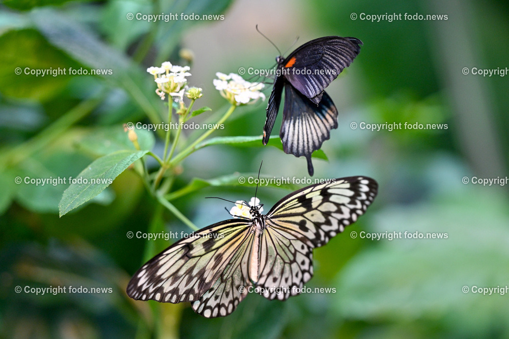 Botanischer Garten Linz_ Schmetterlinge_ Orchideen_ 21.01.2024-76 | 21.01.2024, Botanischer Garten Linz, AUT, Schmetterlinge, im Bild tropische Schmetterlinge, Schmetterling, Falter, Natur, Tiere, Blumen, Pflanzen, Insekten, Butterfly, Tropenhaus