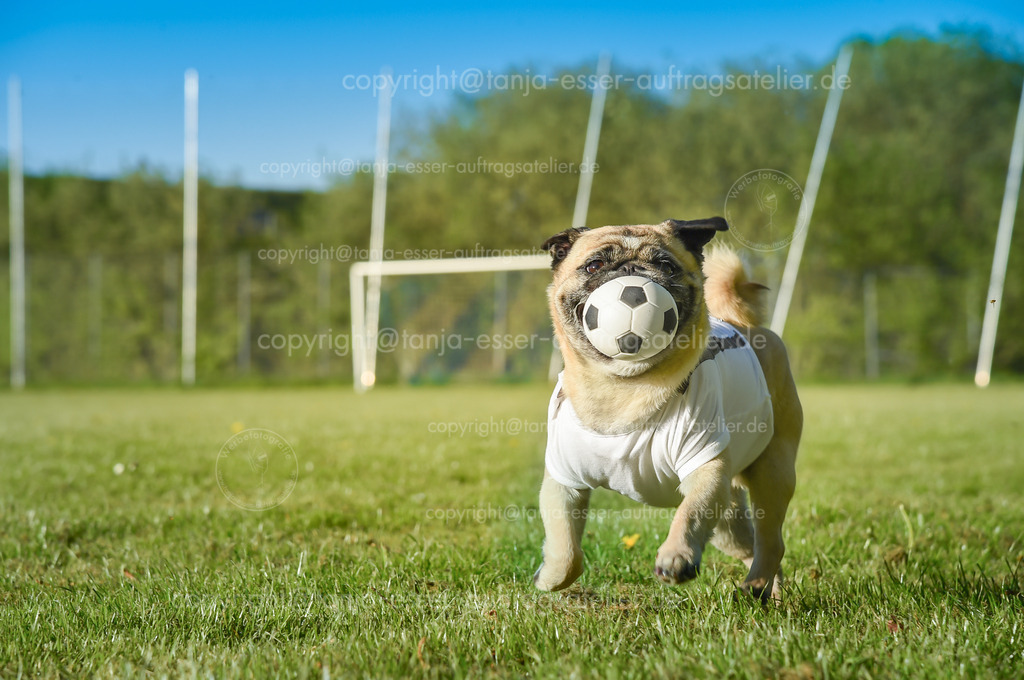 Dog - Pug - as a mascot for football | Der kleine Hund läuft auf dem Fußballplatz. Der Mops trägt ein T-Shirt mit Textfreiraum. Er ist aktiv und läuft mit einem Fußball im Maul. Es ist ein sonniger Tag auf dem Rasenplatz.