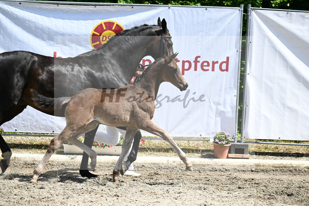 Kat-Nr. 24 HF DSP Montgomery_Amann_12231021 | hf-fotografie - Realizzato con Pictrs.com