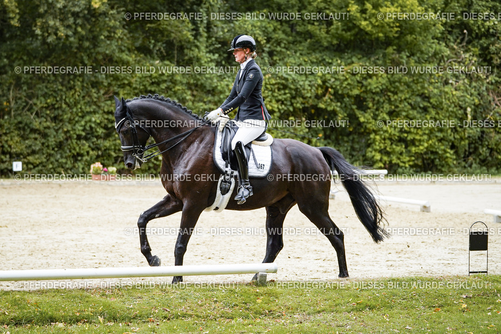 DSC01526 | Pferdegrafie