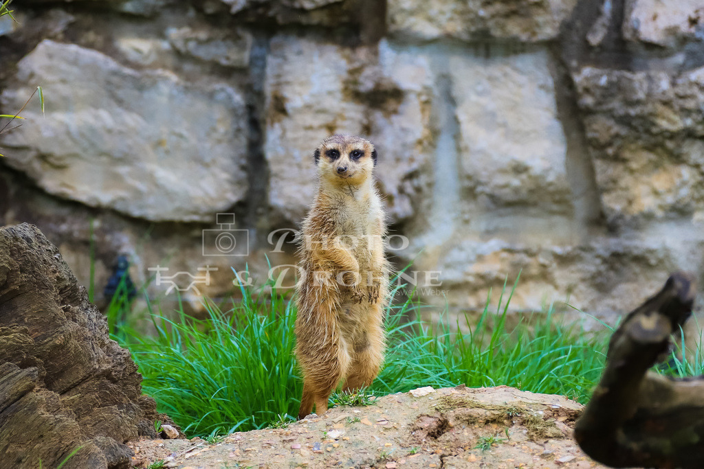 Erdmännchen-2740 | Erdmännchen sind sozial und kommunikativ, und die Gruppenmitglieder arbeiten zusammen, um ihre Jungtiere aufzuziehen und sich vor Raubtieren zu schützen. - Realisiert mit Pictrs.com