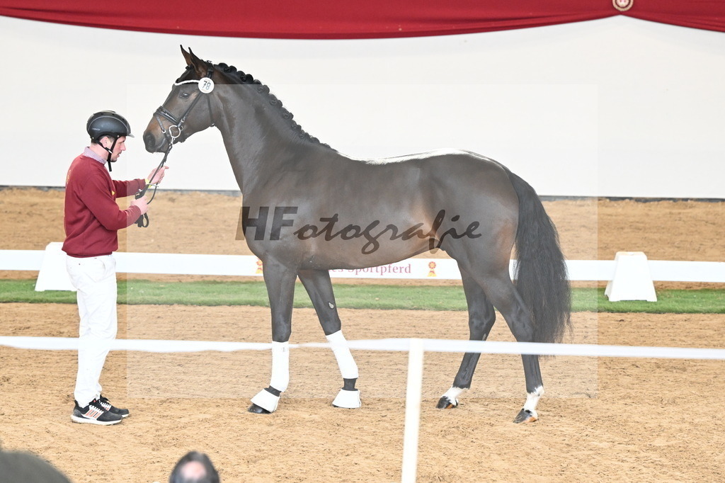 Kat.-Nr. 78 v. Springbank II VH_Reichert_2250736 | hf-fotografie - Realisiert mit Pictrs.com