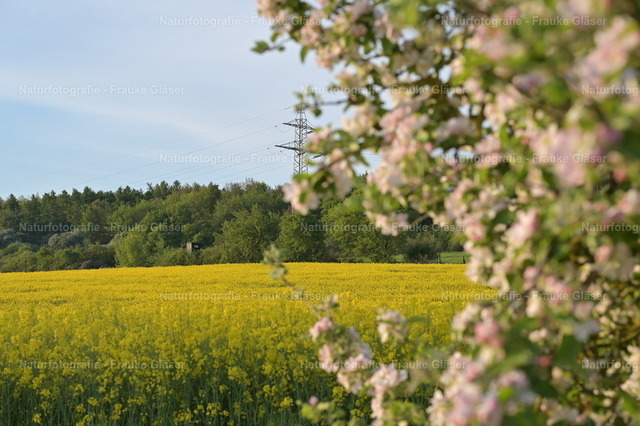 DSC_7637 | Naturfotografie Frauke Gläser - Realisiert mit Pictrs.com