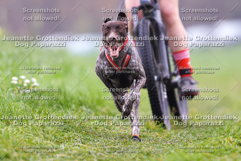 Dog Paparazzi - Visbeck 25 -156 | Dog Paparazzi Jeanette Grottendiek Fotografie & Videografie - Realisiert mit Pictrs.com